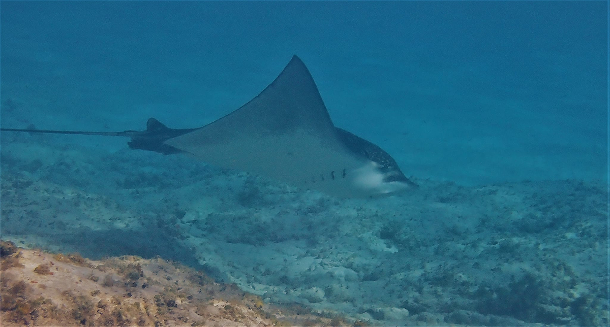 It is an important rookery for nesting seabirds and hatching site for green turtles. It is uninhabited and protected as part of the Conception Island National Park. 