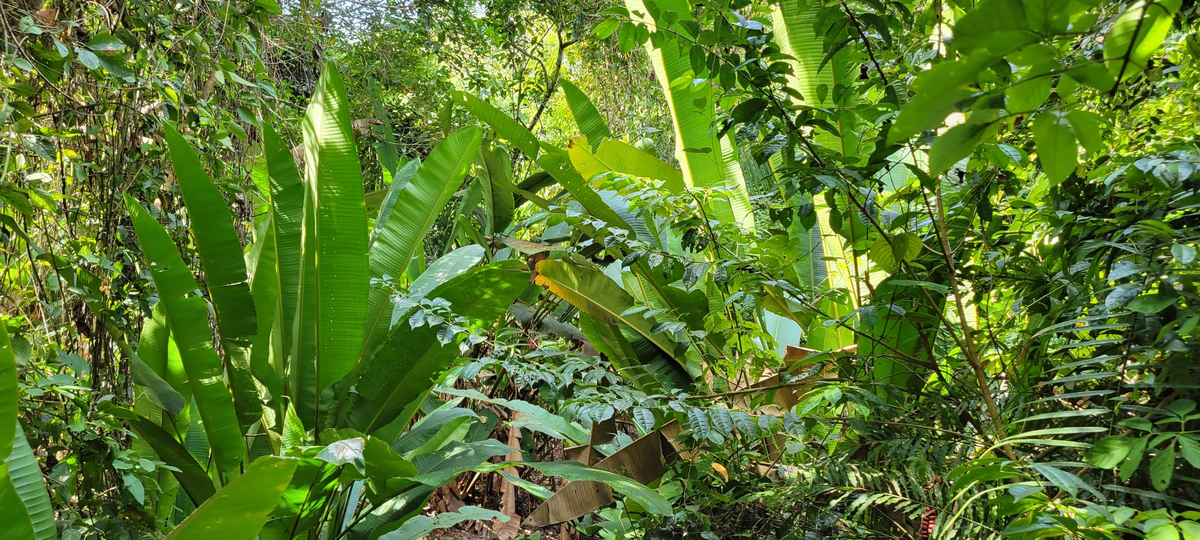 Manuel Antonio