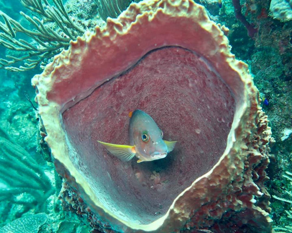 FISH INSIDE CORAL