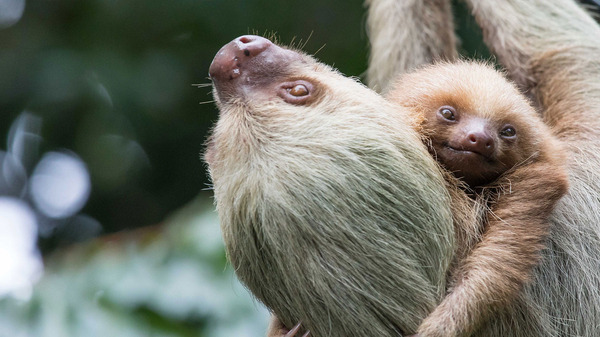 Baby Sloths 