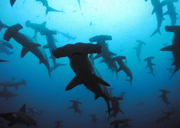 Malpelo-Fauna-and-Flora-Sanctuary