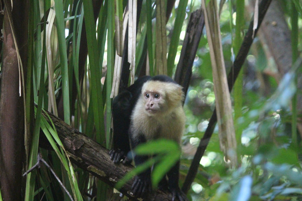 MANUEL ANTONIO