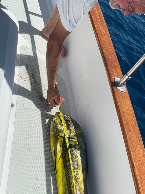 50 inch dorado on a cedar plug yesterday en route Boca Chica to Ensenada Rosario.