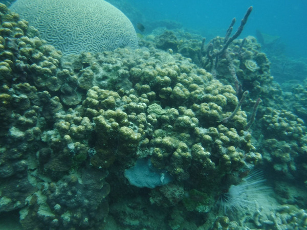 Snorkeling one of the Many Reefs in Bocas del Toro