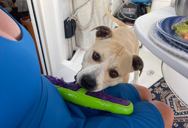 Boat Dogs