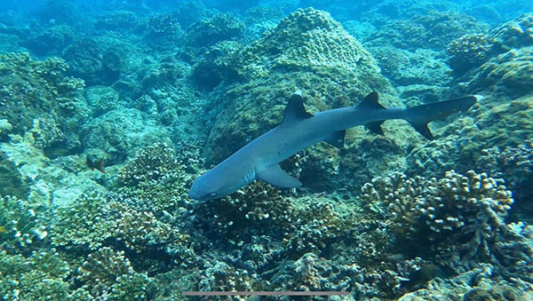 Shark Underwater