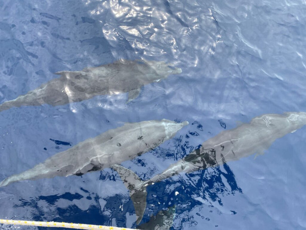 swimming dolphins