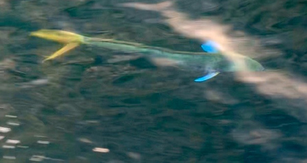 swimming dorado