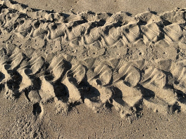 Turtle Tracks