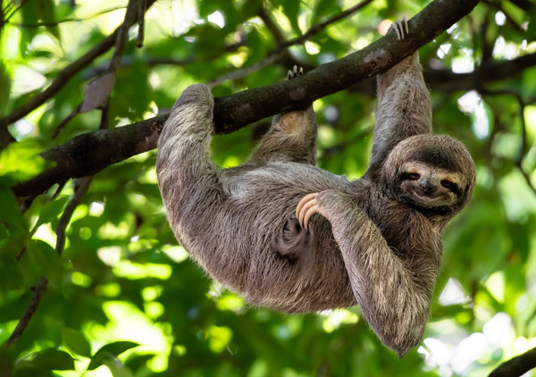 SLOTHS