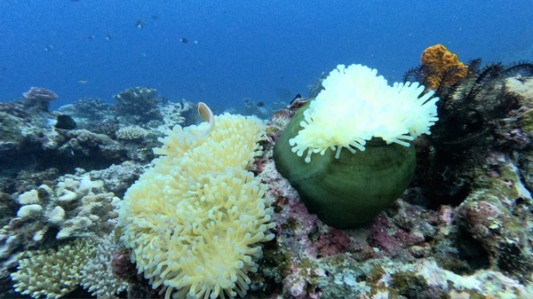 Kava Cermony at Nawi ISland