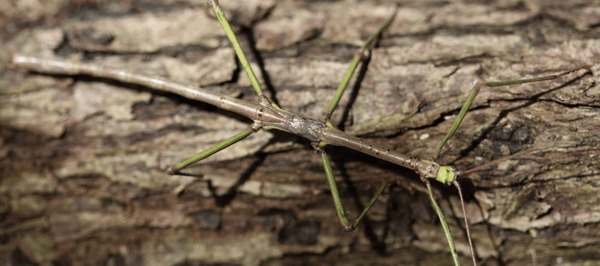 Phasmatdoea