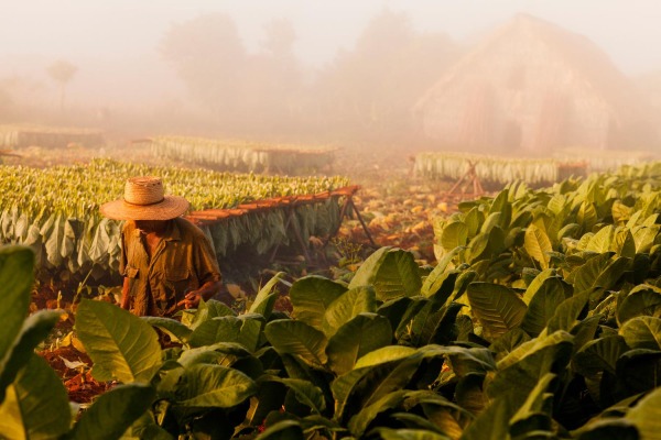 Tobacco framing in Vinales