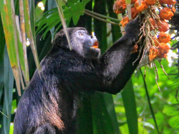 Panama