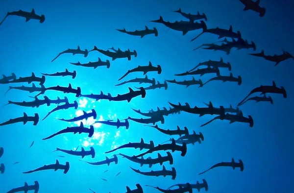 hammerheads