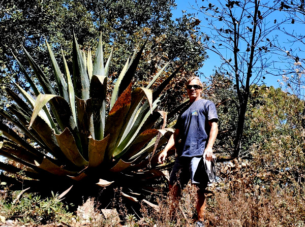 agave