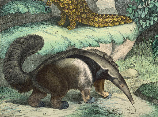 anteater