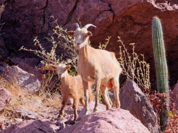 goats in sea of cortez