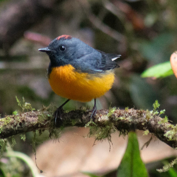 COSTA RICA Birds