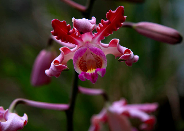 Orchids