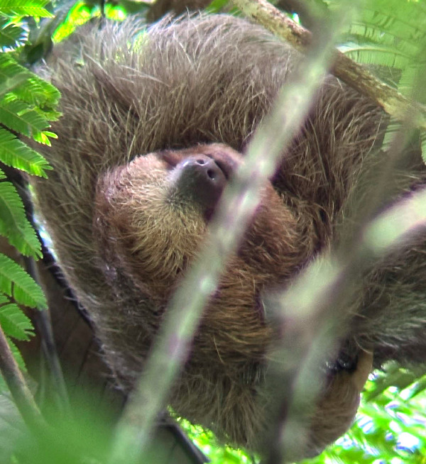 SLOTHS