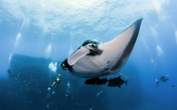 manta ray