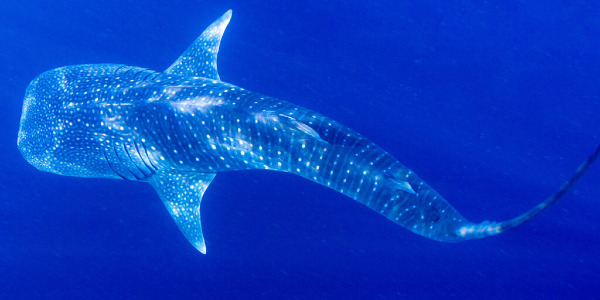 belize whale shark