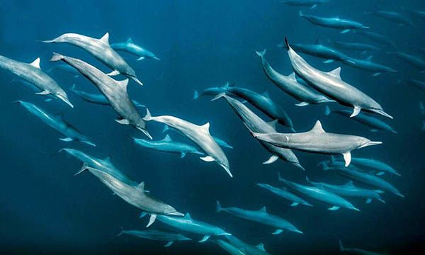 Spinner Dolphins underwater