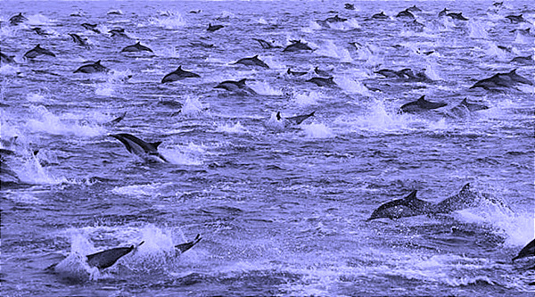 spinner dolphin mega pod