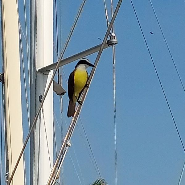kiskadee in the rig
