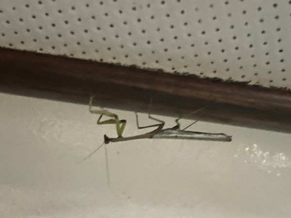 stick bug