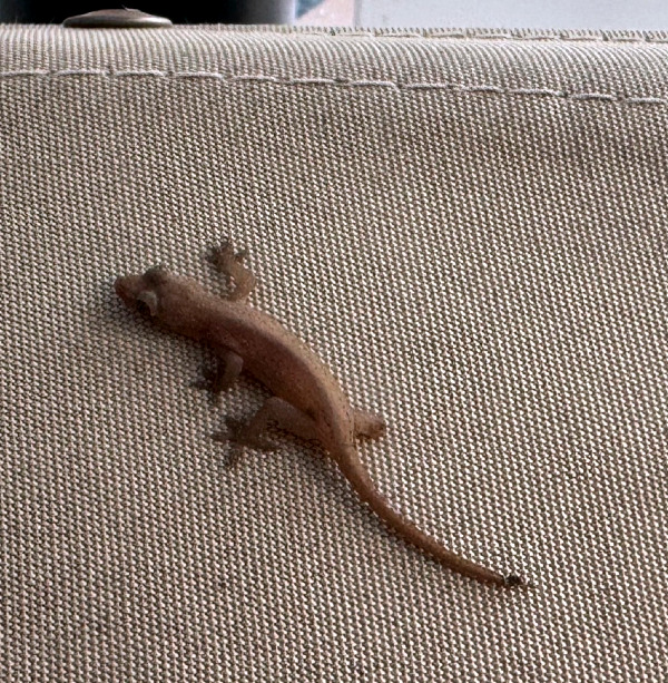 gecko on serenity