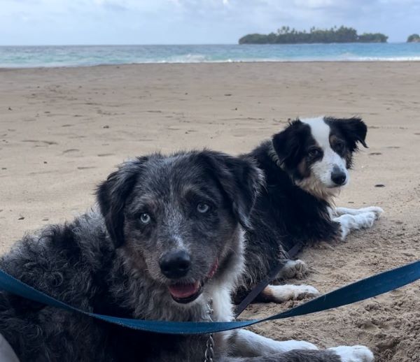 bijou dogs on the beach